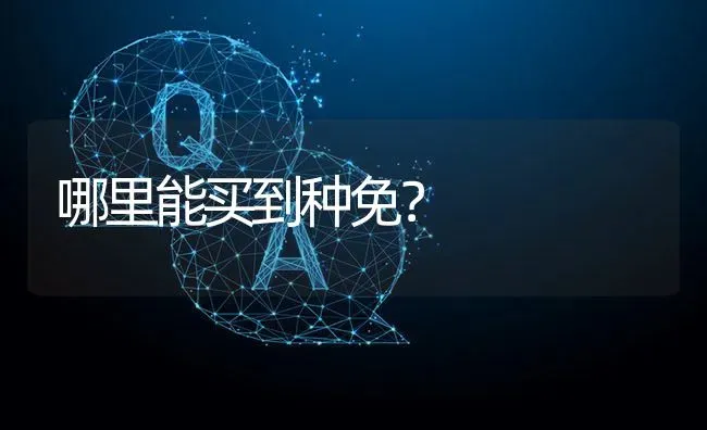 哪里能买到种免? | 养殖问题解答