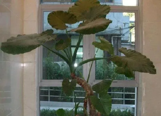 植物常识问题|不能够放在室内养护的植物