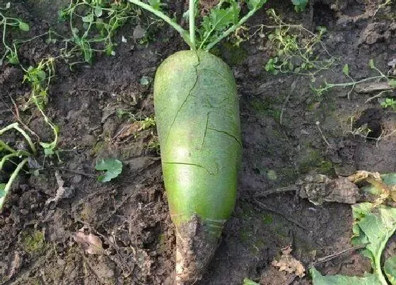植物常识问题|萝卜品种