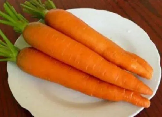 植物常识问题|萝卜品种