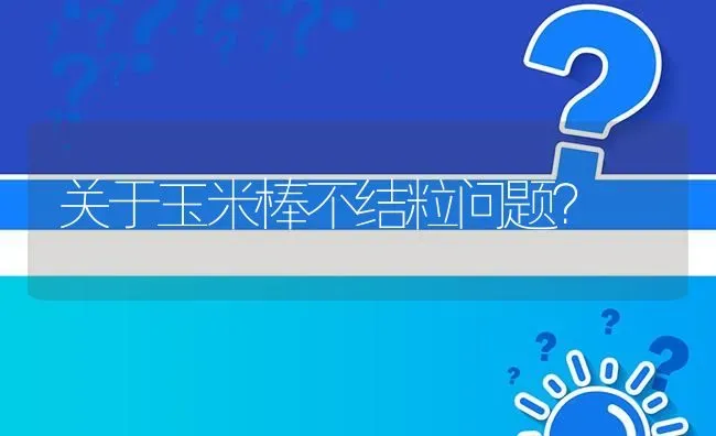 关于玉米棒不结粒问题? | 养殖问题解答
