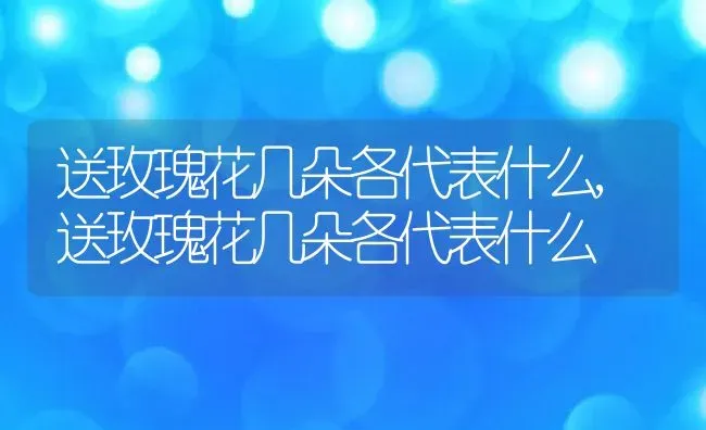 送玫瑰花几朵各代表什么,送玫瑰花几朵各代表什么 | 养殖常见问题