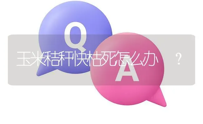 玉米秸秆快枯死怎么办 ? | 养殖问题解答