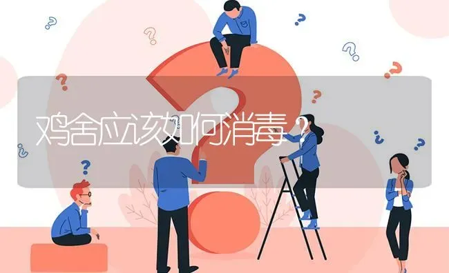 鸡舍应该如何消毒? | 养殖问题解答