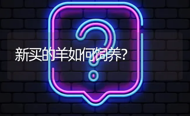 新买的羊如何饲养? | 养殖问题解答