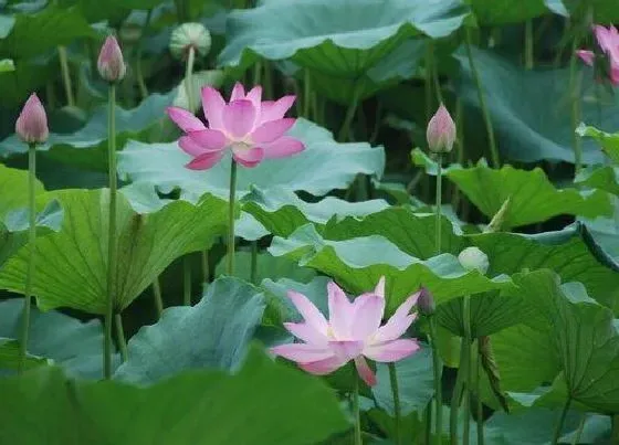 植物常识问题|荷花象征着什么意义