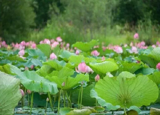 植物常识问题|荷花象征着什么意义