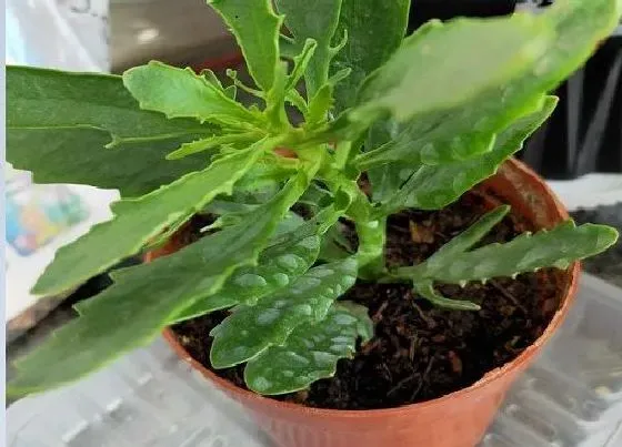 植物常识问题|长寿花为什么不开花光长叶  长寿花徒长不开花怎么办