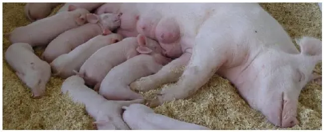 结合生产说明母猪妊娠诊断常用方法有哪些?母猪空怀是什么原因 | 科普知识