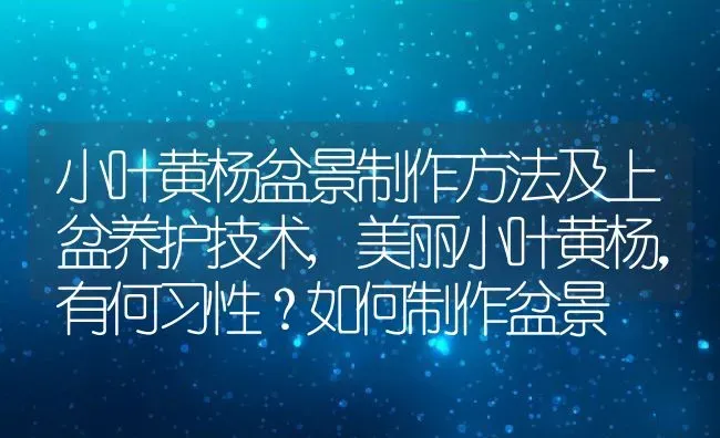 小叶黄杨盆景制作方法及上盆养护技术,美丽小叶黄杨，有何习性？如何制作盆景 | 养殖常见问题