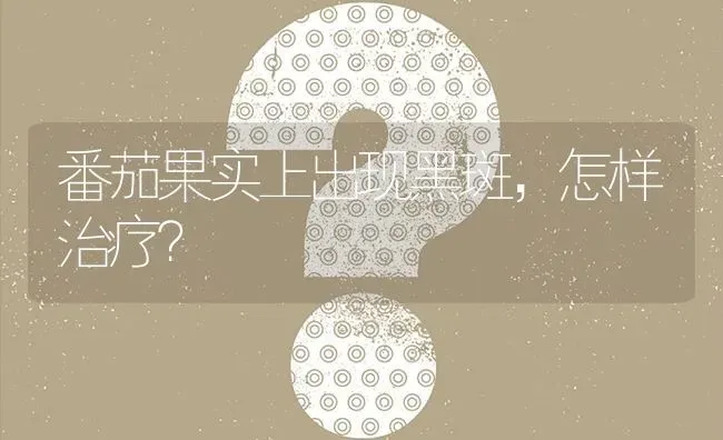 番茄果实上出现黑斑,怎样治疗? | 养殖问题解答