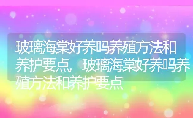 玻璃海棠好养吗养殖方法和养护要点,玻璃海棠好养吗养殖方法和养护要点 | 养殖常见问题