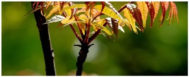 椿树怎么施肥 | 农业答疑