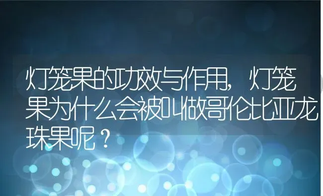 灯笼果的功效与作用,灯笼果为什么会被叫做哥伦比亚龙珠果呢？ | 养殖常见问题