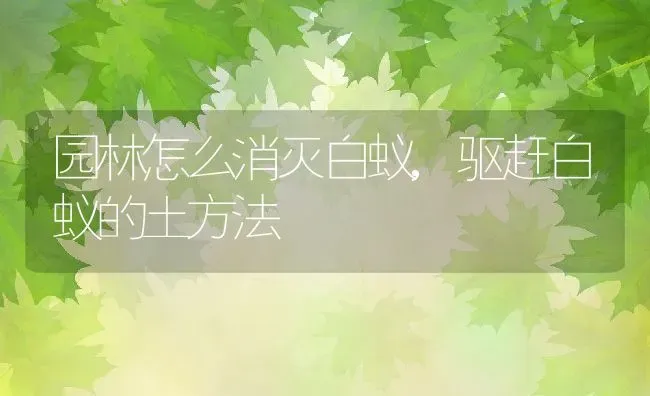 园林怎么消灭白蚁,驱赶白蚁的土方法 | 养殖常见问题