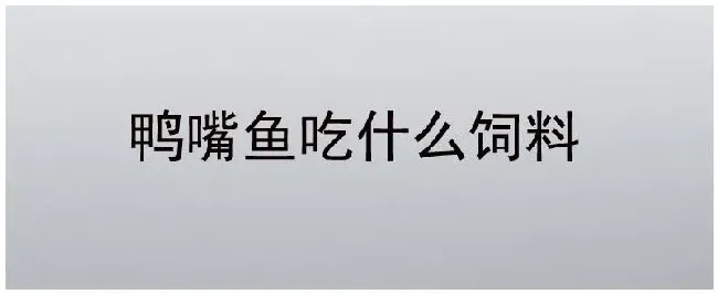 鸭嘴鱼吃什么饲料 | 农业常识