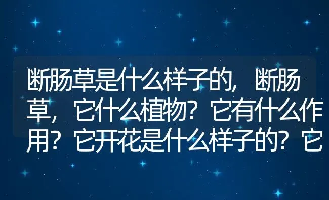 断肠草是什么样子的,断肠草，它什么植物？它有什么作用？它开花是什么样子的？它桔了留下种子吗？ | 养殖常见问题