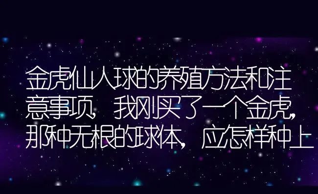 金虎仙人球的养殖方法和注意事项,我刚买了一个金虎，那种无根的球体，应怎样种上易成活？ | 养殖常见问题