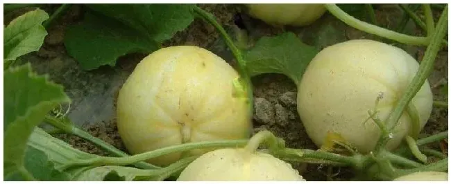 日本甜宝甜瓜什么时候种植 | 三农问答