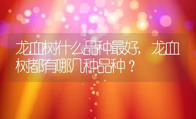 龙血树什么品种最好,龙血树都有哪几种品种？ | 养殖常见问题