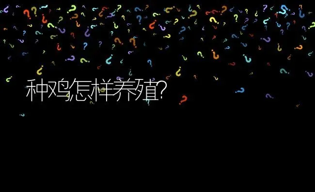 种鸡怎样养殖? | 养殖问题解答