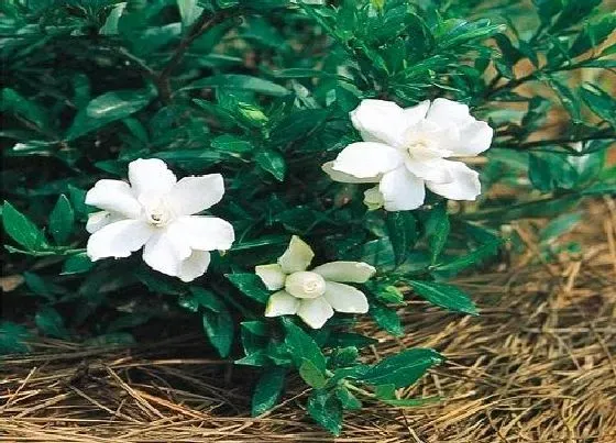 植物常识问题|栀子花只长花苞不开花是什么原因