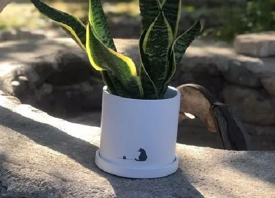 植物常识问题|虎皮兰叶子枯萎如何拯救