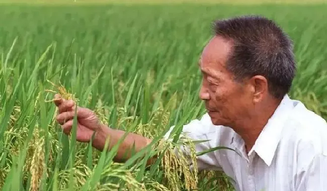 植物常识问题|袁隆平差点进入游泳国家队 致敬一代楷模