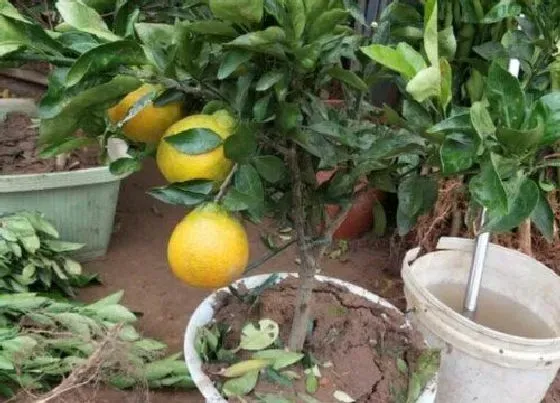 植物常识问题|家庭如何养殖盆栽袋袋橘才能收获累累硕果
