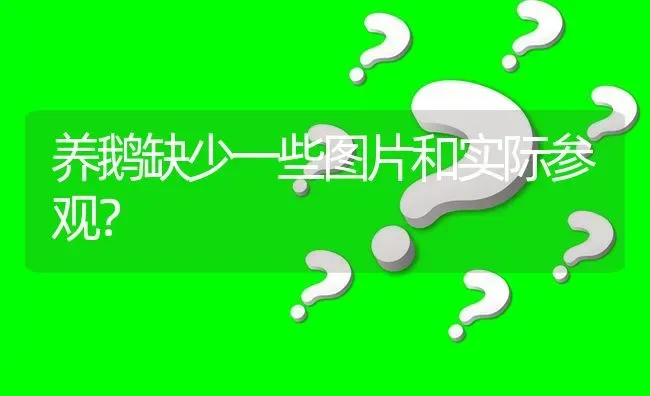 养鹅缺少一些图片和实际参观? | 养殖问题解答