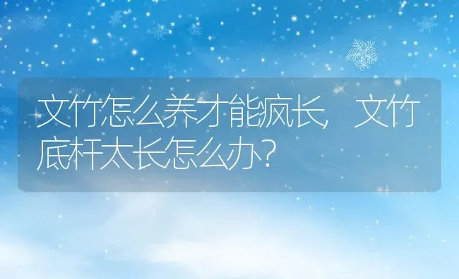 文竹怎么养才能疯长,文竹底杆太长怎么办？ | 养殖常见问题