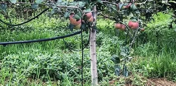 植物常识问题|苹果树如何浇水方式好（苹果树灌溉用什么方法好）