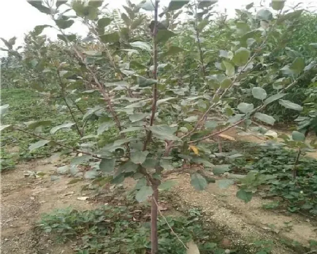 植物常识问题|苹果树如何浇水方式好（苹果树灌溉用什么方法好）