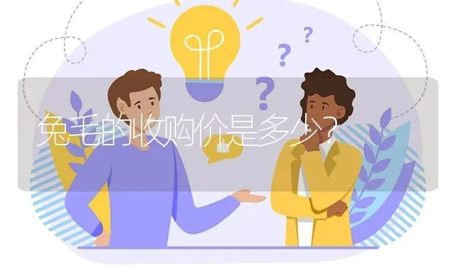 兔毛的收购价是多少? | 养殖问题解答