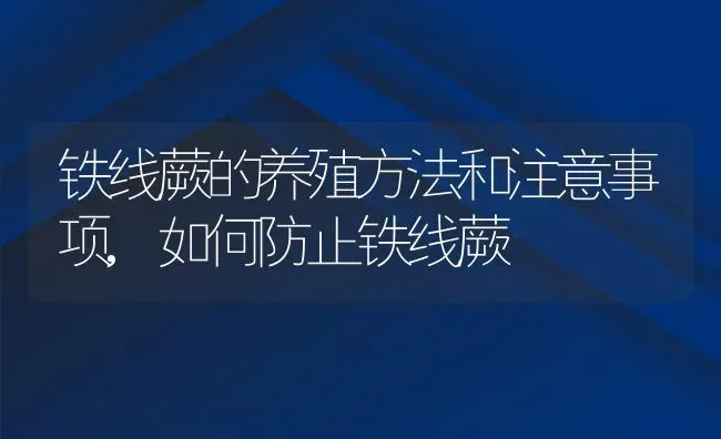 铁线蕨的养殖方法和注意事项,如何防止铁线蕨 | 养殖常见问题