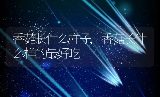 绿玫瑰花语是什么,追求一个女生送什么颜色的玫瑰花好？ | 养殖常见问题