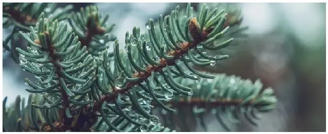 玉米和松树是什么植物 | 农业问题