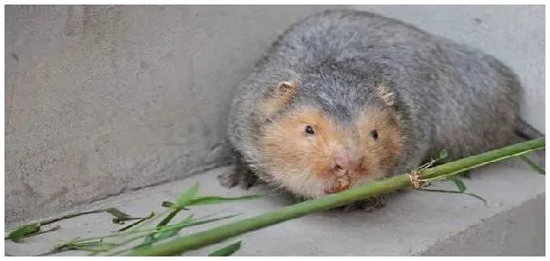 竹鼠有人上门收吗 | 农业常识