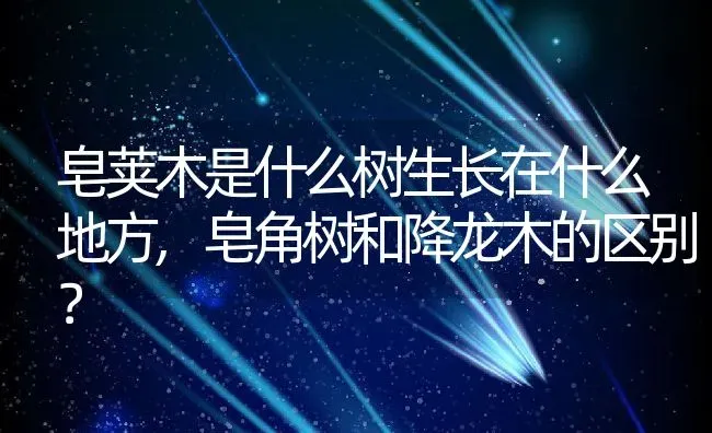 皂荚木是什么树生长在什么地方,皂角树和降龙木的区别？ | 养殖常见问题