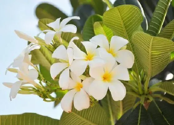 植物常识问题|鸡蛋花北方如何养护生长旺盛不掉苞