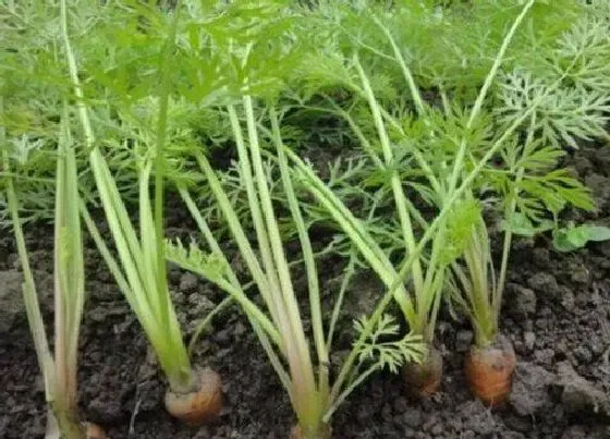 植物常识问题|胡萝卜种植时间及技术要点（露地种植胡萝卜注意什么）