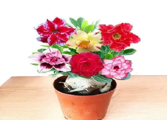 植物常识问题|沙漠玫瑰落花苞原因及养护技巧