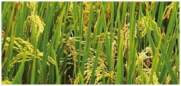 水稻促花肥什么时候施 | 农业问题