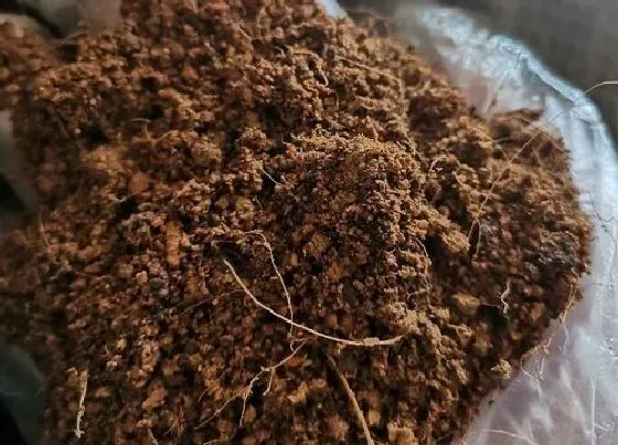 植物常识问题|养花土壤的消毒技巧