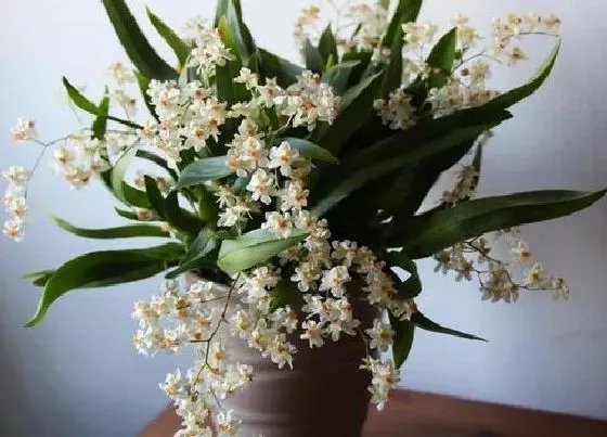 植物常识问题|兰花怎么养壮根又促花  催花小妙招