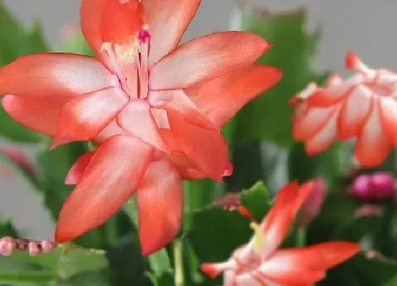 植物常识问题|蟹爪兰及时掰掉叶片是什么原因