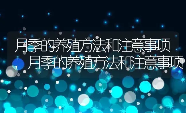 月季的养殖方法和注意事项,月季的养殖方法和注意事项 | 养殖常见问题