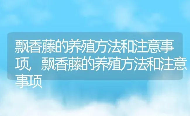 飘香藤的养殖方法和注意事项,飘香藤的养殖方法和注意事项 | 养殖常见问题