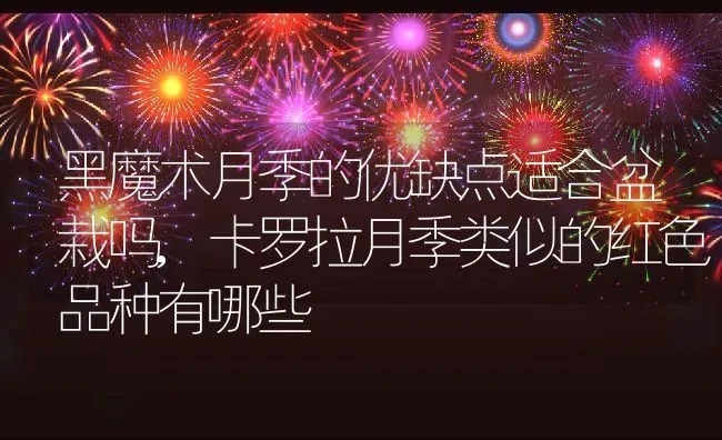 黑魔术月季的优缺点适合盆栽吗,卡罗拉月季类似的红色品种有哪些 | 养殖常见问题