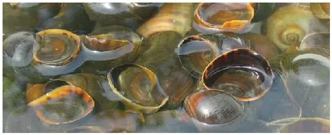 福寿螺繁殖快吗 | 农业常识